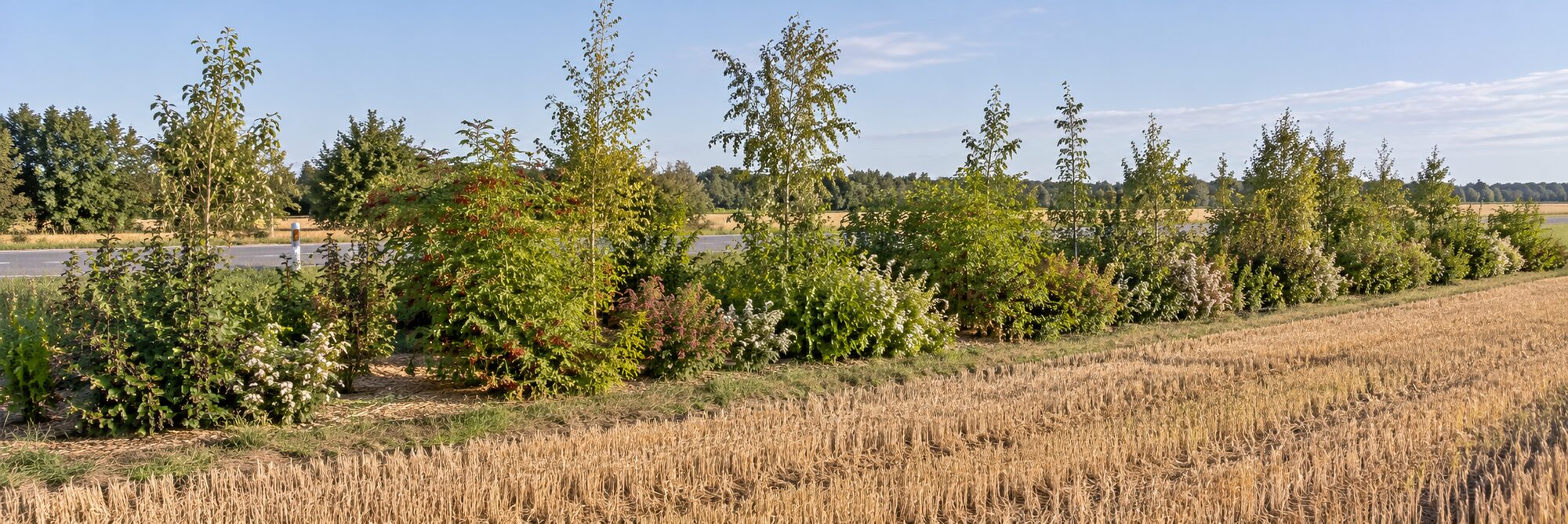 Hegnet i tredje år